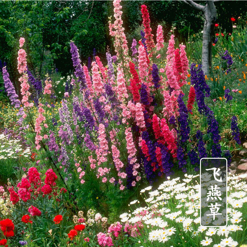 易种绿植进口混色大花飞燕草包邮