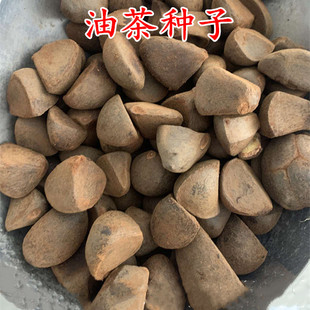 油茶种子 大果红花油茶种子 白花油茶 茶花山茶 茶树种子油茶树籽