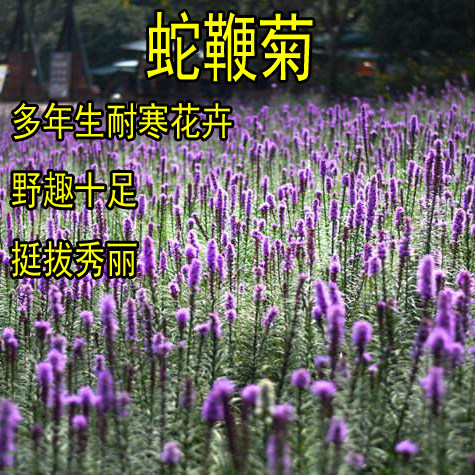 蛇鞭菊种子四季易种活室内阳台绿植盆栽庭院花卉种子花海花籽包邮