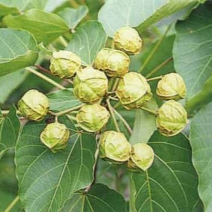 林木种子油桐油桐种子油桐树种籽桐油树桐子树光桐当年新采种子