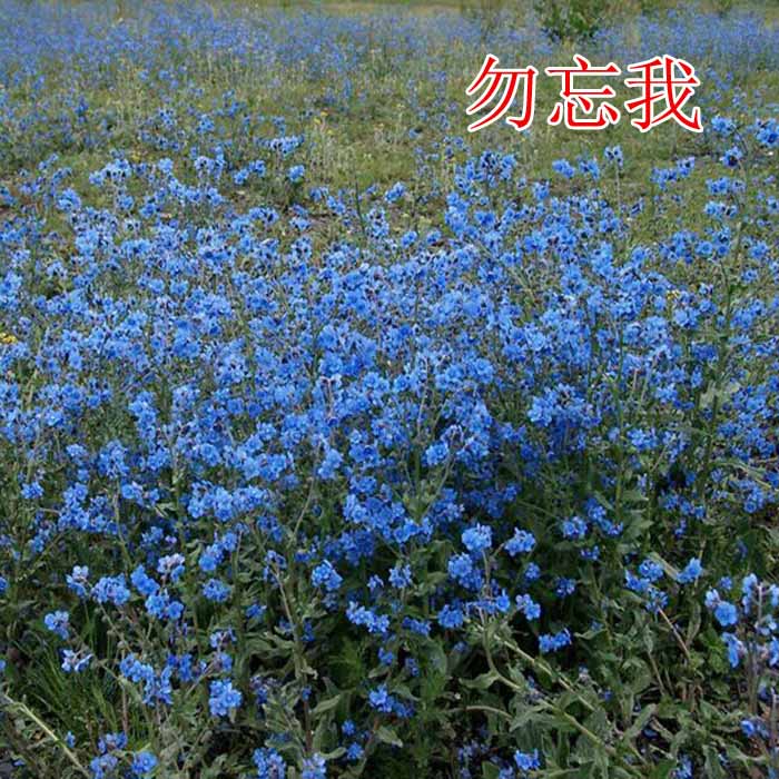 耐寒盆栽种子蓝色中华勿忘草