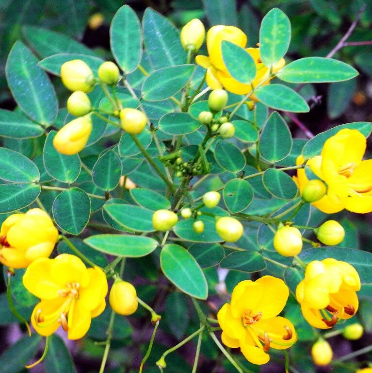 决明子种子中药材散装马蹄决明钝叶决明假绿豆草决明护坡灌木种子