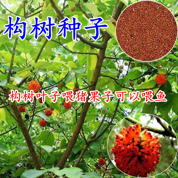 构树种子构桃树构乳树楮树楮实子沙纸树谷木谷浆树假杨梅种籽子