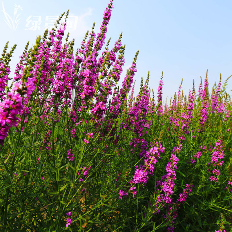 千屈菜种子多年生水生花卉花海种子水柳种子景观绿化耐寒植物种子