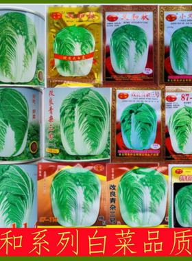 大白菜义和秋小义和秋87-114特抗秋王改良青杂种子净菜率高品质佳