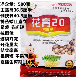 花育20罗汉果花生种籽早熟矮株高产高油品质高春夏季适播大田用种