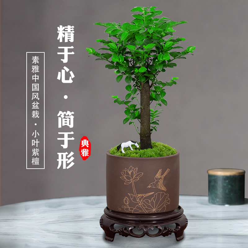 小叶紫檀花盆景植物树办苗盆栽公室桌面室内卉绿植好养活禅意摆件