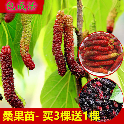 桑葚树苗四季盆栽当年结果