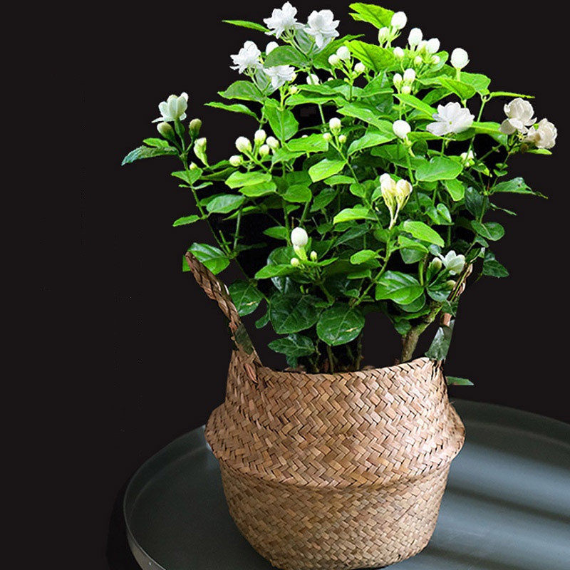 茉莉花苗白色茉莉虎头茉莉花风车银丝双色茉莉盆栽阳台花卉绿植物