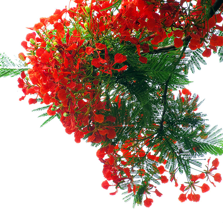 金凤花树苗黄金凤蛱蝶花黄蝴蝶花卉绿植洋金凤苗红蝴蝶庭院植物 - 实物图