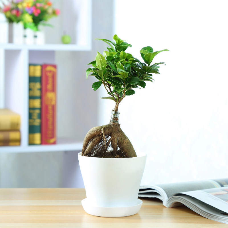 室内绿植 人参榕小榕树创意植物盆栽花卉盆景常青水培植物