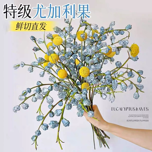 钻石尤加利果鲜花大枝干花真花鲜切室内好养活云南基地直发花材