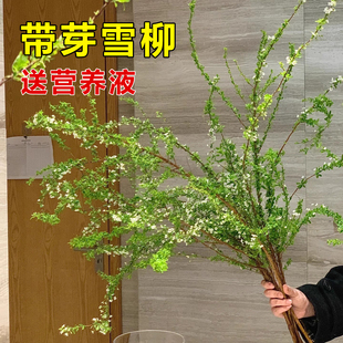 带芽干枝雪柳鲜枝带花苞室内水培植物水养好养活办公室绿植摆件