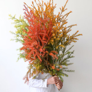 千层金鲜花室内水培植物花家庭插花干花好养黄金香柳鲜切圣诞花束