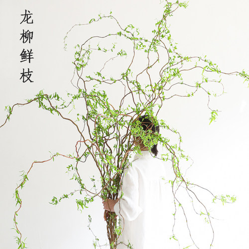 龙柳鲜枝水培植物室内好养活雪柳
