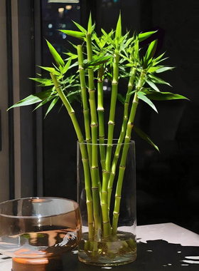 招财开运竹富贵竹水培植物室内好养客厅绿植盆栽四季花卉植物竹子