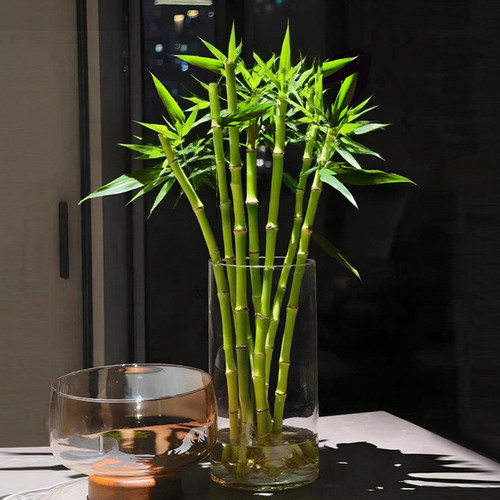 招财开运竹富贵竹水培植物室内好养客厅绿植盆栽四季花卉植物竹子