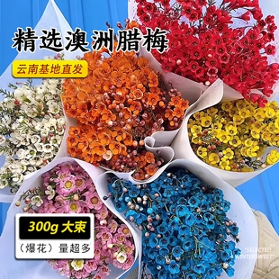 澳洲腊梅花鲜花鲜切枝水培干花永生花室内年宵花云南鲜花基地直发