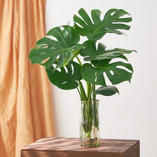 水培植物大叶龟背竹老桩盆栽室内客厅办公室植物好养活摆件绿植