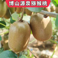 博山绿心猕猴桃新鲜正宗水果包邮孕妇整箱奇异果碧玉泥弥猴桃当季