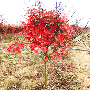 中国红枫树苗日本红枫小苗盆栽花卉绿植物四季红枫苗庭院盆景老桩