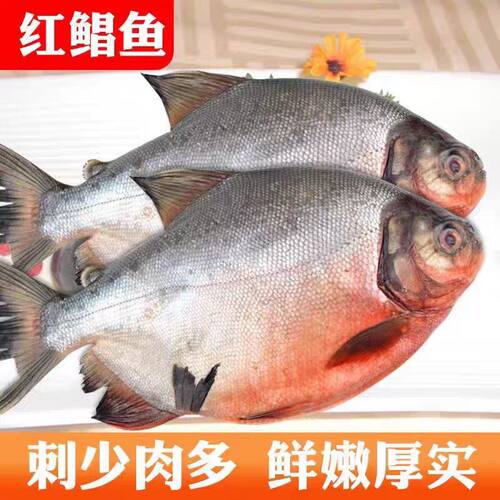 正宗红鲳鱼特大红平鱼