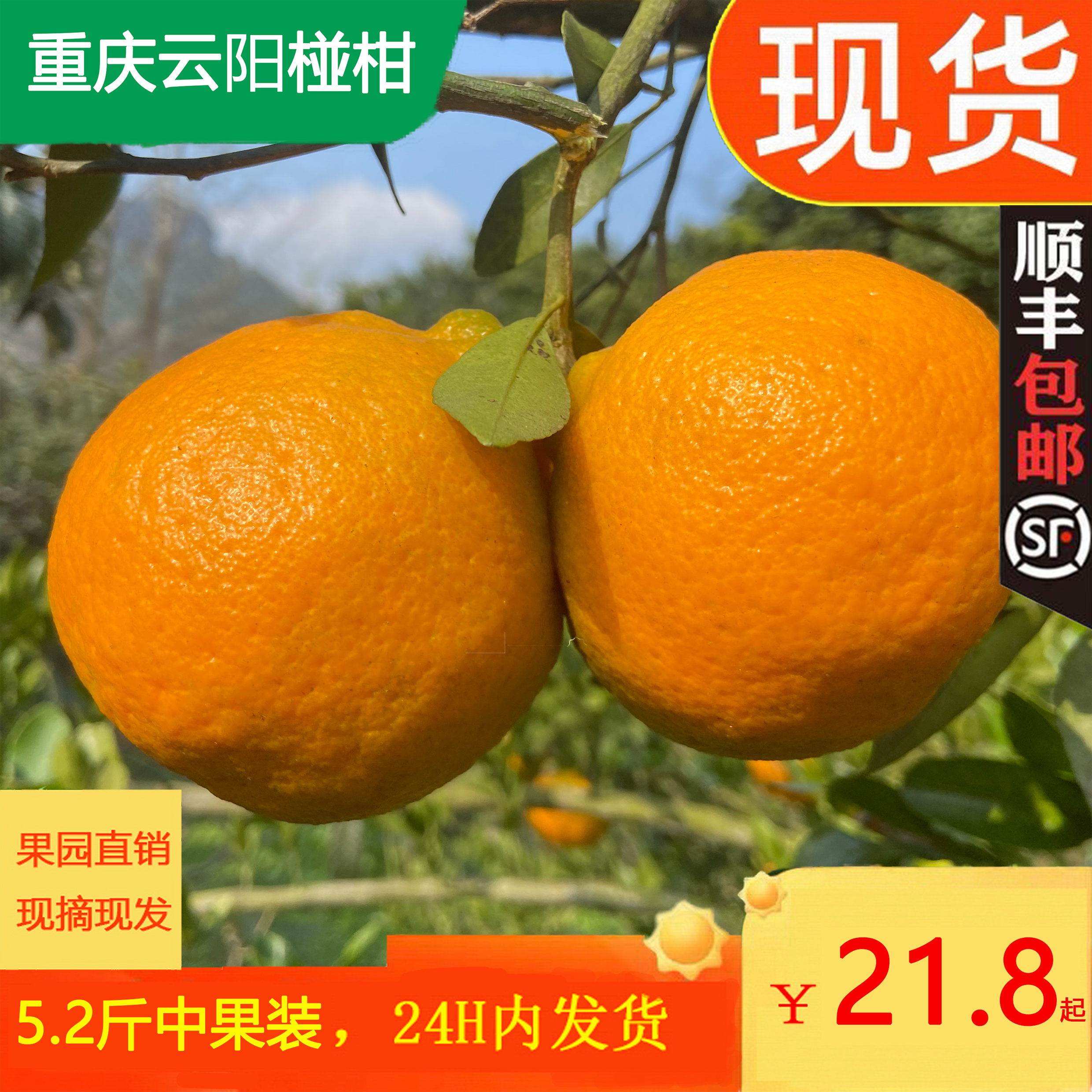 正宗重庆云阳应季现摘现发碰柑芦柑新鲜丑橘子孕妇水果顺丰包邮