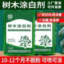 树木涂白剂树干刷白果树抗寒防虫杀菌园林大树涂白粉替石灰可机喷