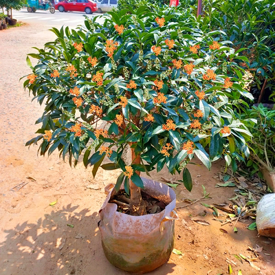 桂花苗嫁接桂花大树苗金桂四季桂沉香桂盆栽庭院室内外流苏浓香型