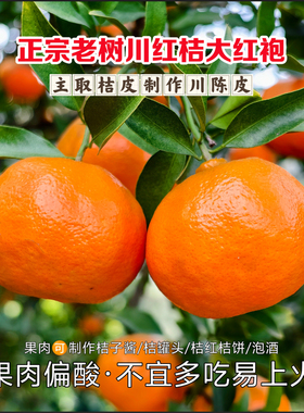 正宗老树川红桔大红袍四川红橘高品质川陈皮原料新鲜水果古树红桔