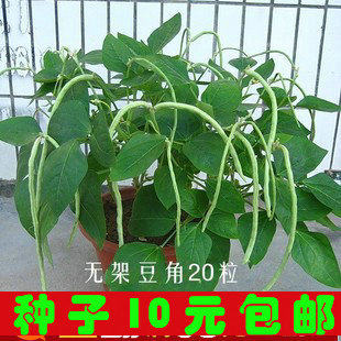 Vegetables seed balcony Vegetables No frame beans Carob Cowpea seed Balcony pottedin the Agricultural goods , Seed/Seedlings , Vegetable Seeds  category - from Buy2taobao.com to provide professional Taobao agent buy service