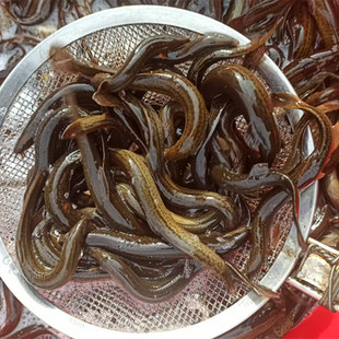 东北淡水泉水水库泥鳅鱼小黄线泥鳅沟子黄线子活鱼圆尾活发