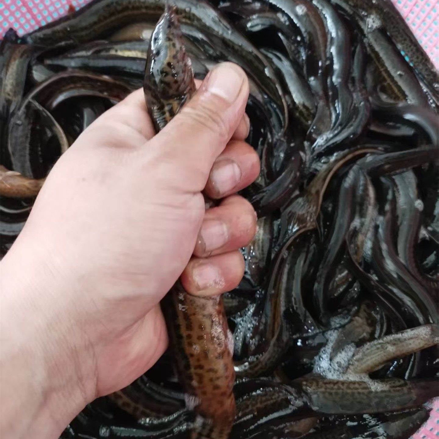 东北冷水淡水鱼生态养鱼鲜活正宗大泥鳅鱼圆尾黄线子观赏鱼活鱼发,宠物/宠物食品及用品,鱼,淘宝优惠券,粉丝福利购,淘宝优惠卷