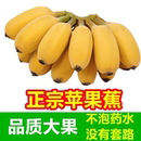 香蕉水果banana自然熟芭蕉香甜爽 萍果粉蕉小米蕉新鲜现採5斤 包邮