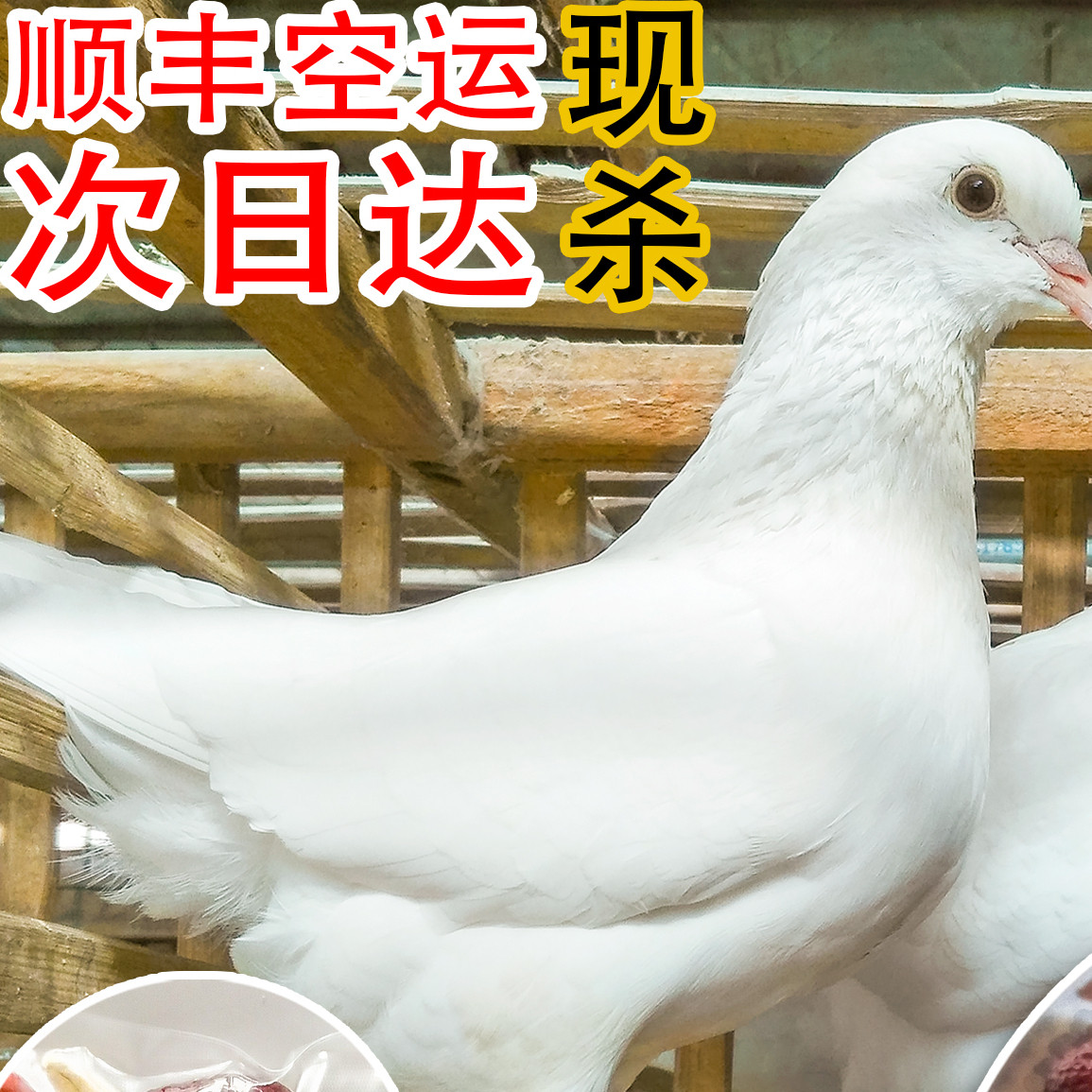农家散养放山土鸽子 新鲜现杀 喂杂粮母乳 白鸽子肉烤大乳鸽3只装