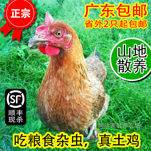 散养农村新鲜现杀活体清远麻鸡