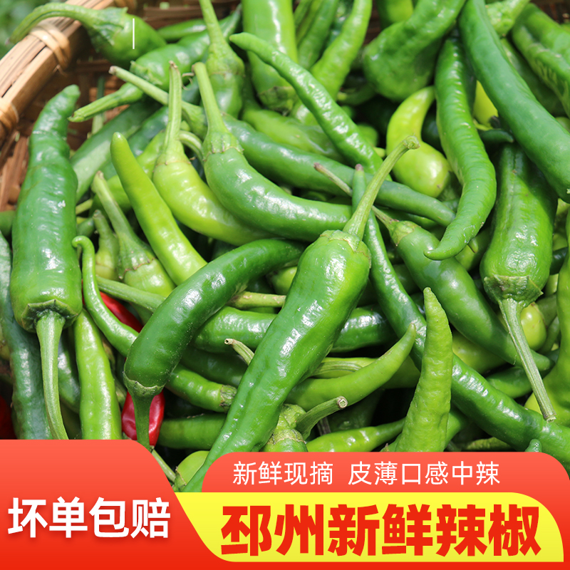现摘辣椒邳州新沂小米农家