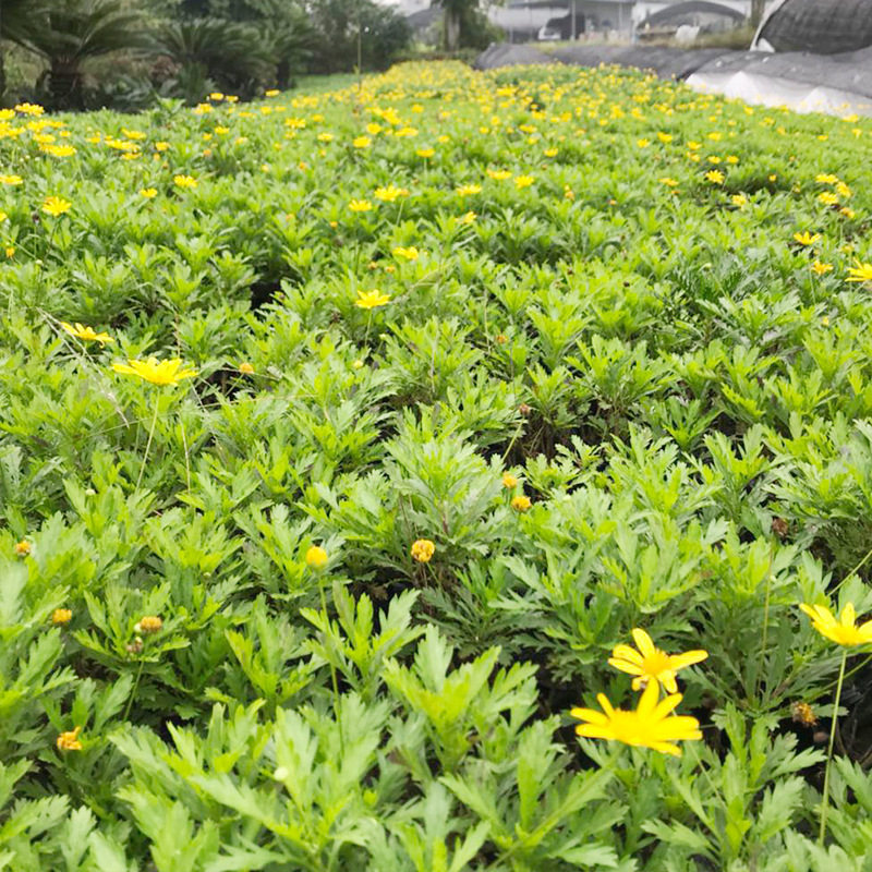 沐春菊木春菊蓬蒿菊花盆栽玛格丽特 四川绿化苗木鲜花