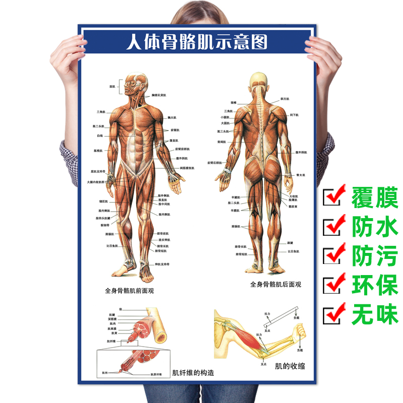 人体骨骼肌肉示意图医院人体器官解剖结构图内脏脊柱椎海报挂图