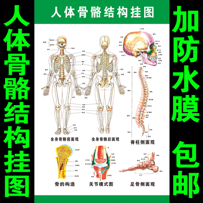 人体骨骼结构图全身经络穴位图挂图肌肉足部中医养生保健按摩海报