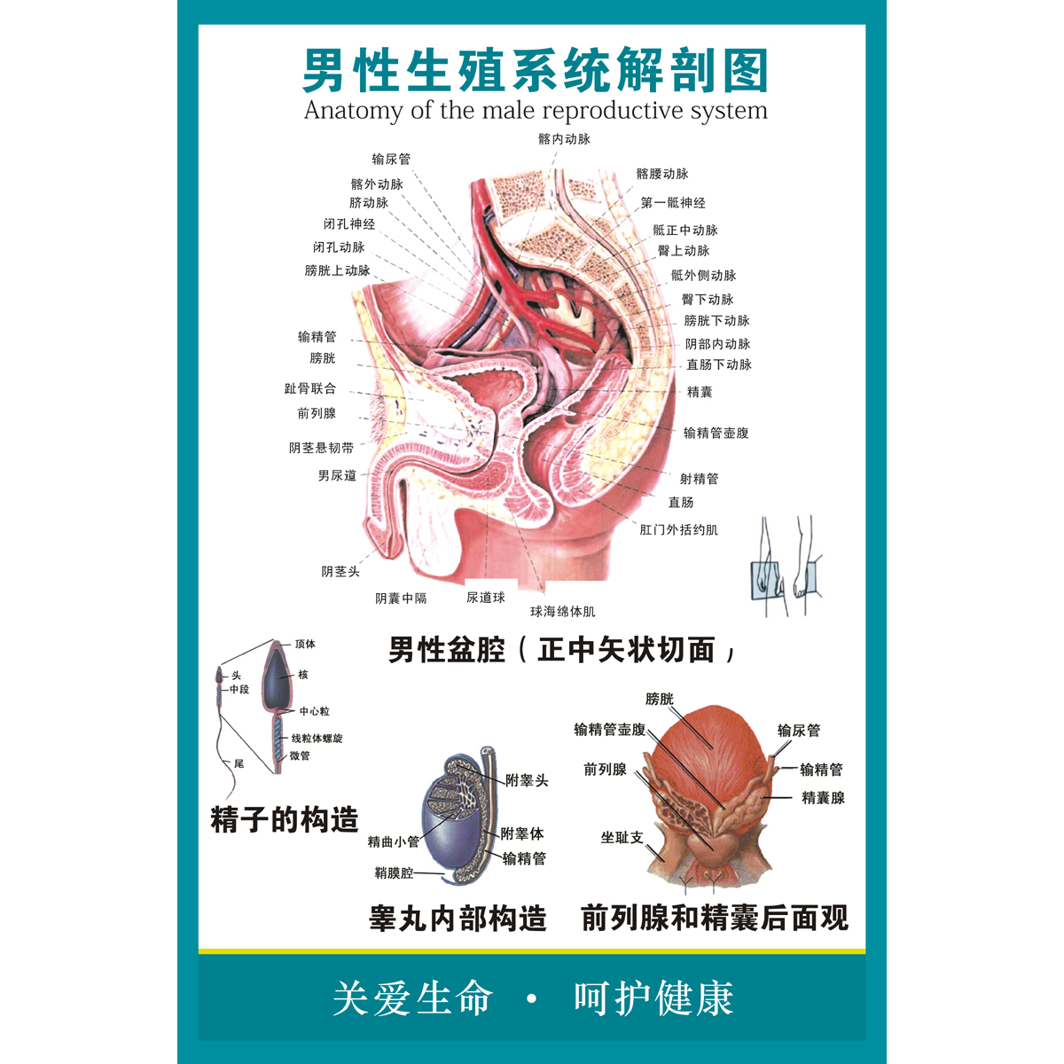 男女泌尿生殖器解剖图宣传海报 男性生殖系统挂图 医院医学墙贴画