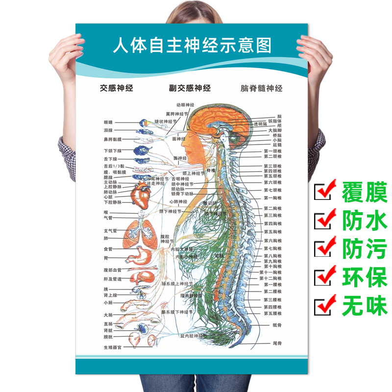 自主神经系统示意图脑神经三叉脊椎神经医院人体器官解剖图挂图