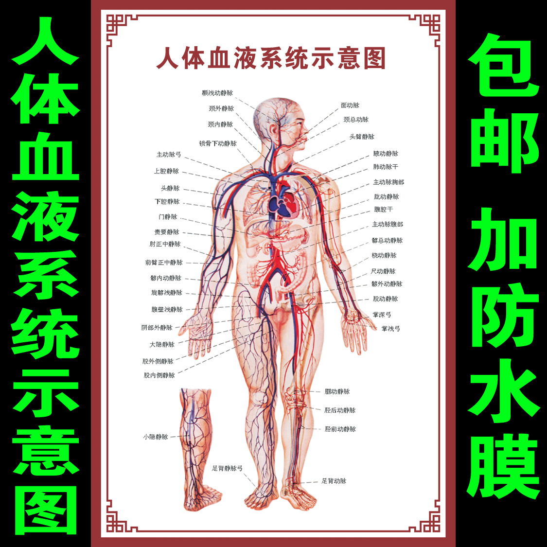 人体血液系统解剖图消化血管系统示意图医院器官医学知识挂图海报