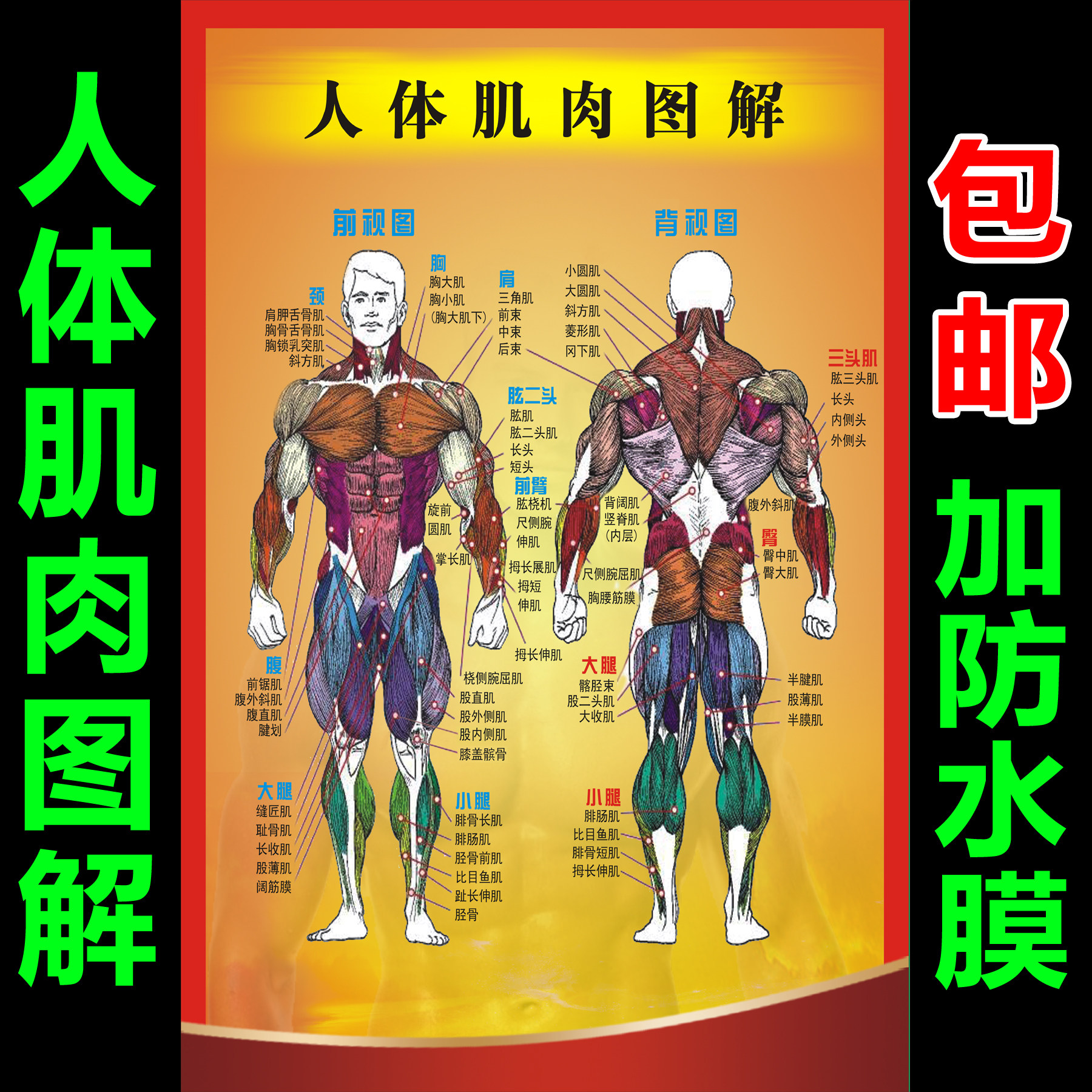 人体肌肉图解 肌肉结构解剖大挂图 器官解剖图海报定制广告贴纸