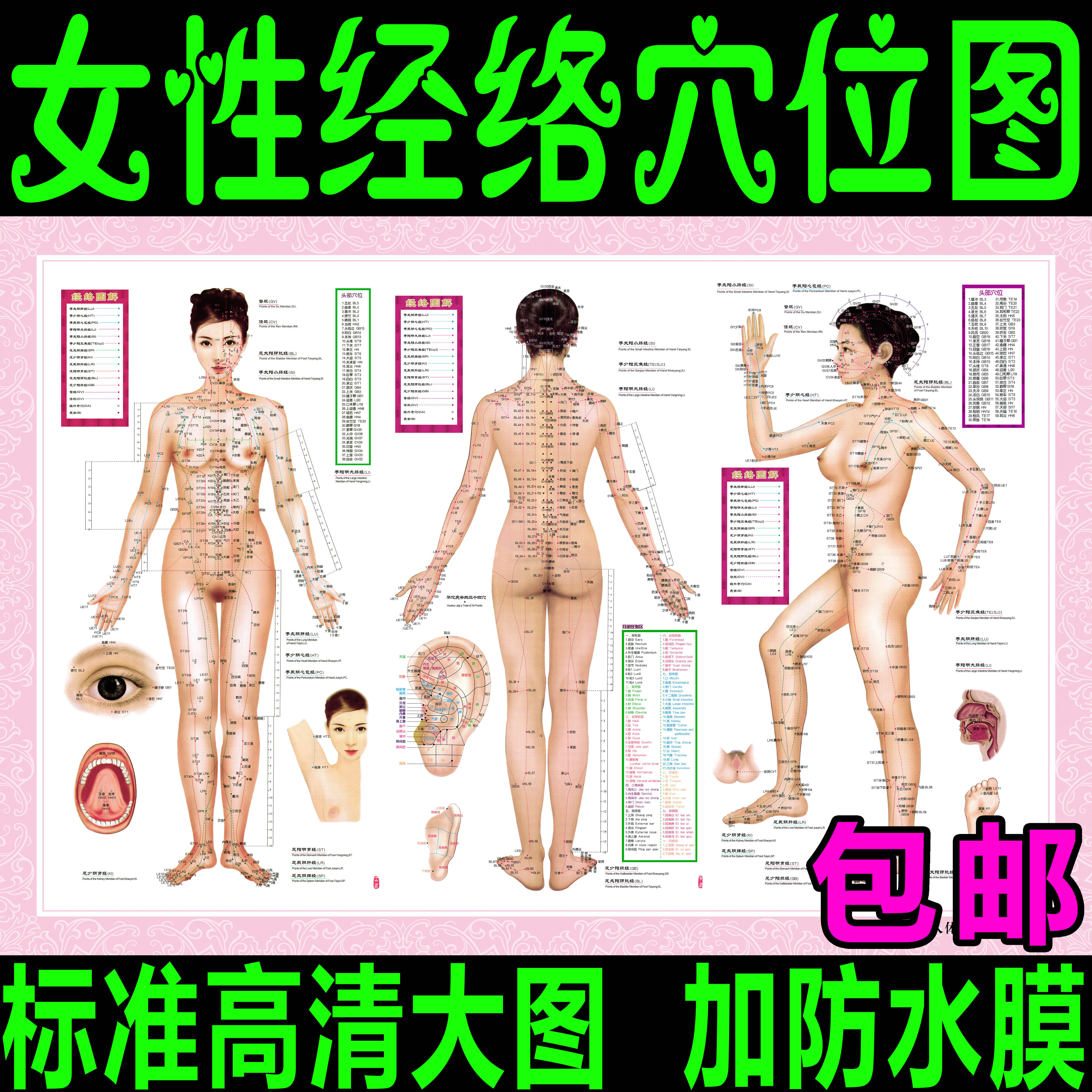 人体十二经络穴位图刮痧艾灸针灸拔罐推拿中医养生文化海报大挂图