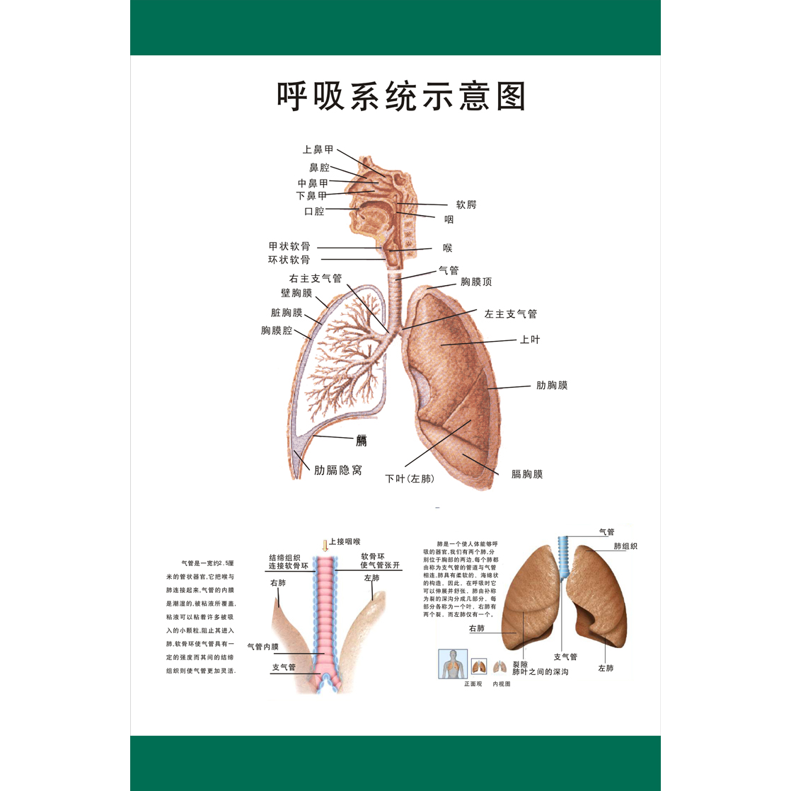 人体呼吸系统解剖图呼吸血管系统示意图医院器官解剖