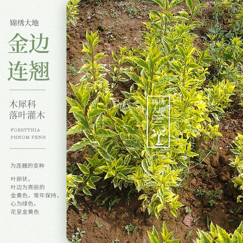 优质正宗金边连翘 花叶连翘  金边假连翘 黄花连翘 庭院绿化树