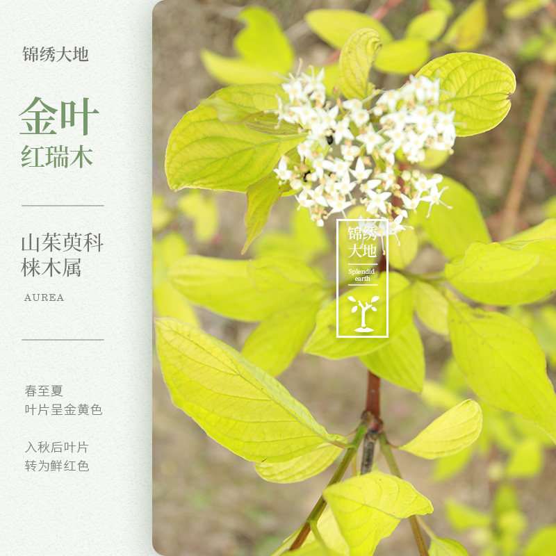 优质正宗金叶红瑞木 叶片金黄 金叶 庭院别墅绿化种植苗木 彩叶树