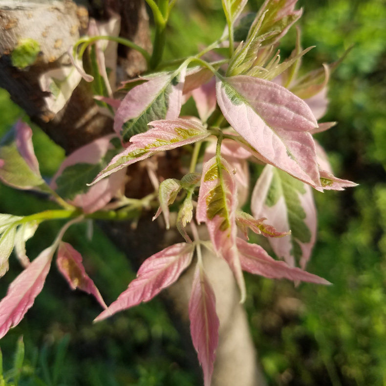 火烈鸟粉叶复叶槭火烈鸟槭树庭院植物花园植物别墅专用