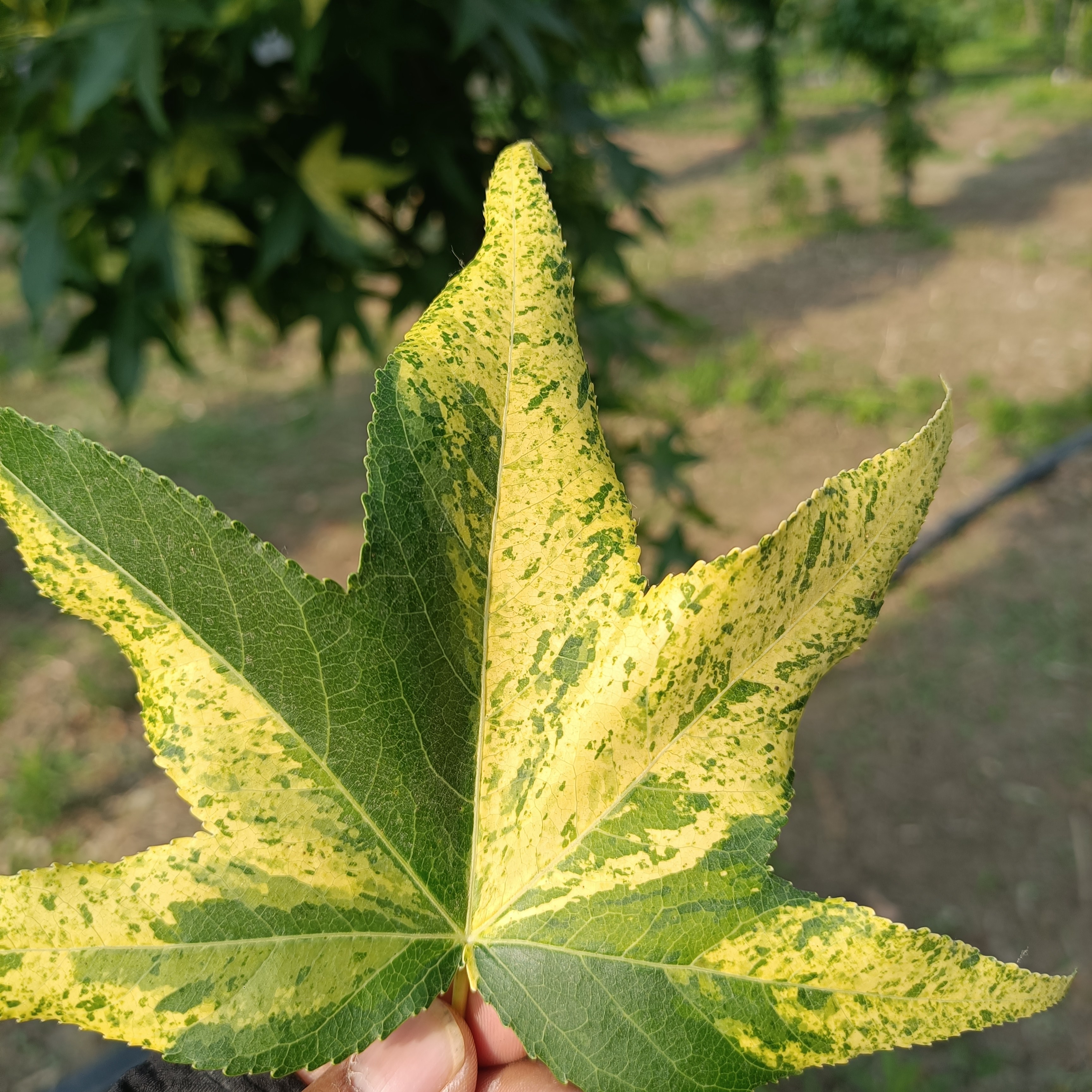 锦绣大地盆栽 北美枫香洒金 庭院阳台植物 彩叶树种
